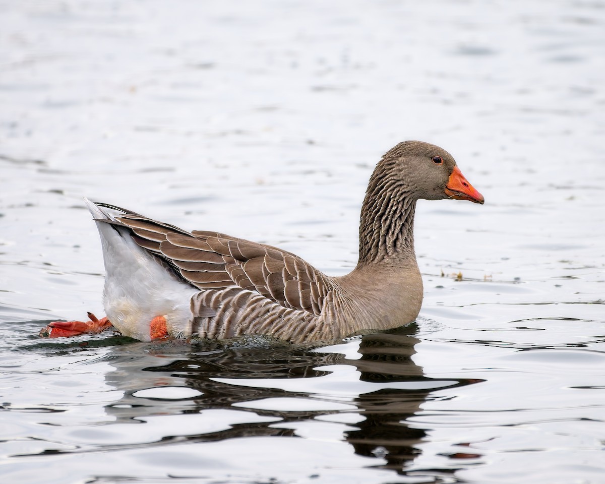Graylag Goose (Domestic type) - ML645454146