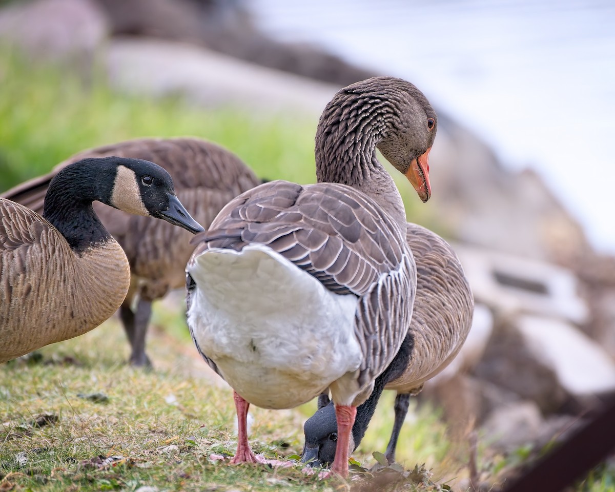 Graylag Goose (Domestic type) - ML645454147