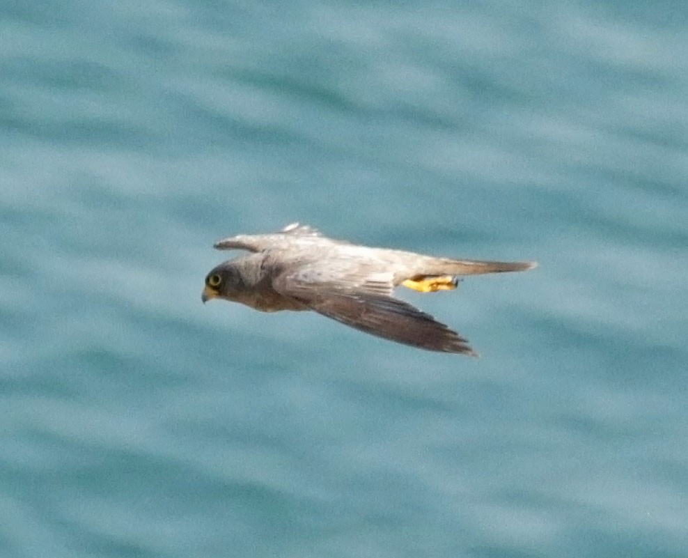 Sooty Falcon - ML645454153