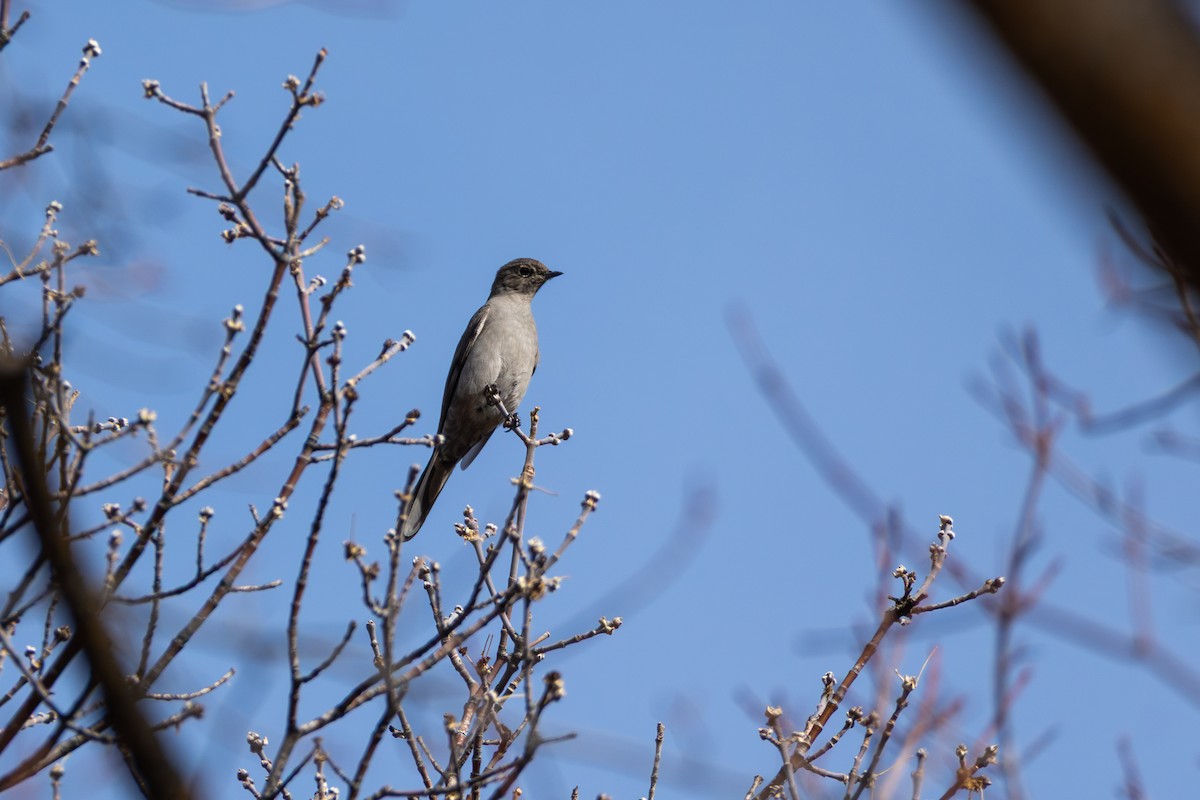 Townsend's Solitaire - ML645454158