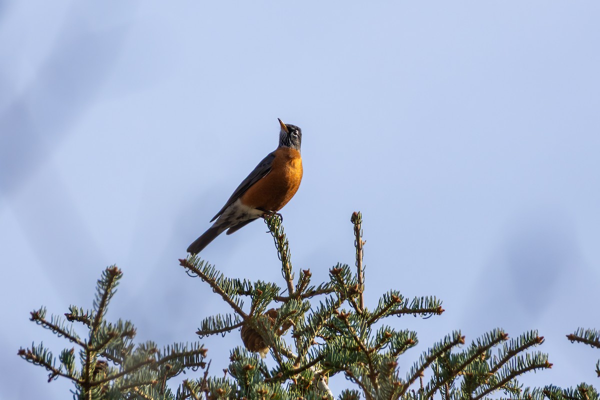 American Robin - ML645454171