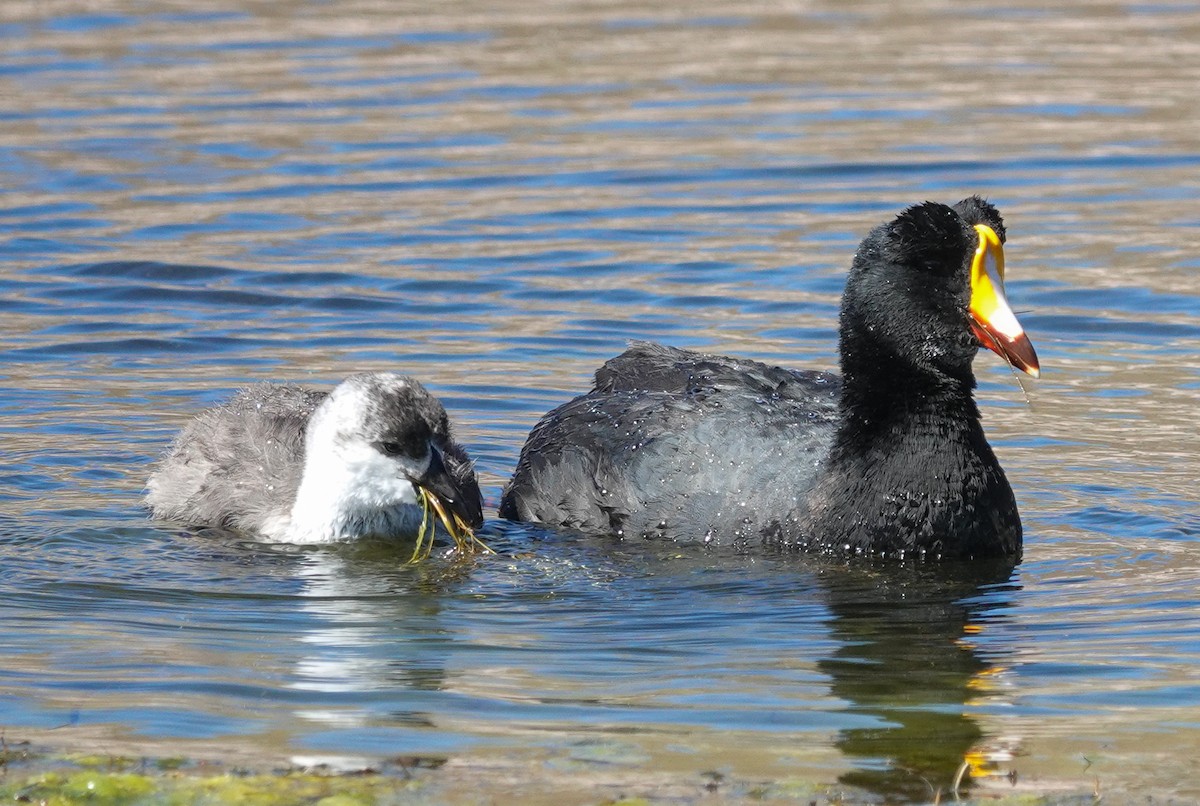Giant Coot - ML645454172