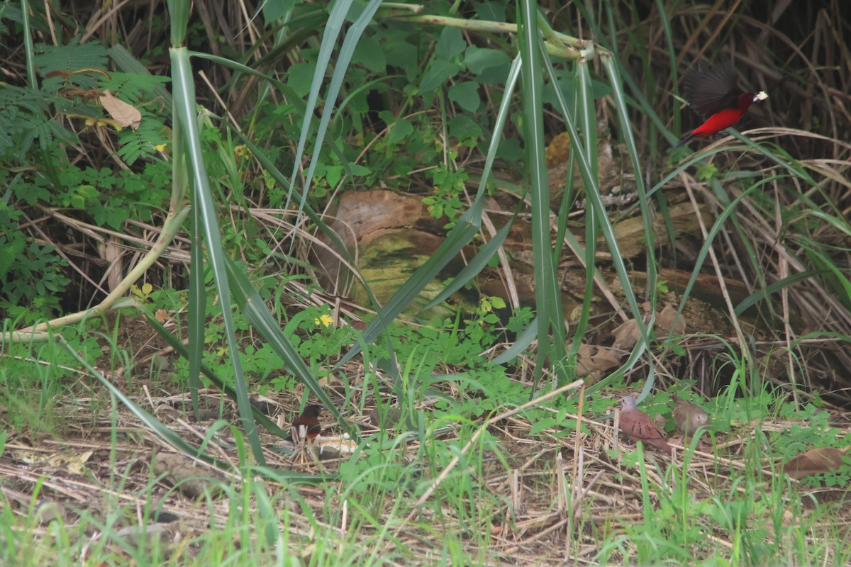 Crimson-backed Tanager - ML645454174
