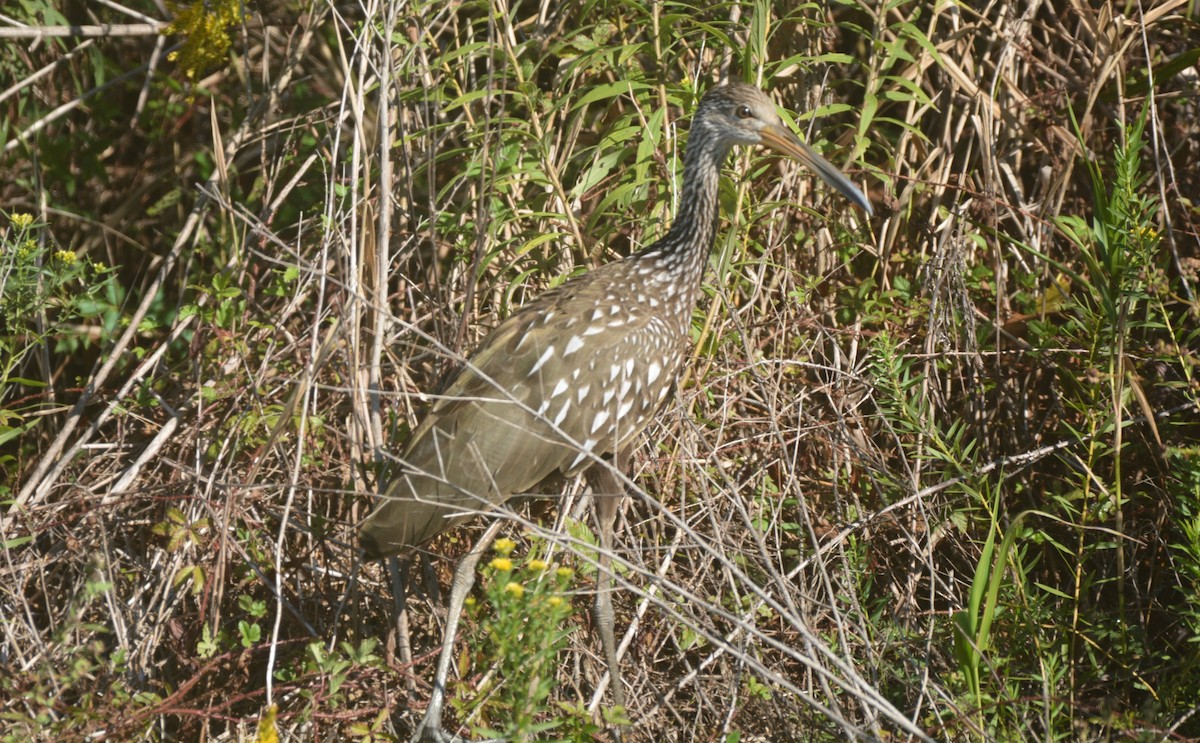 kurlan chřástalovitý - ML645454182