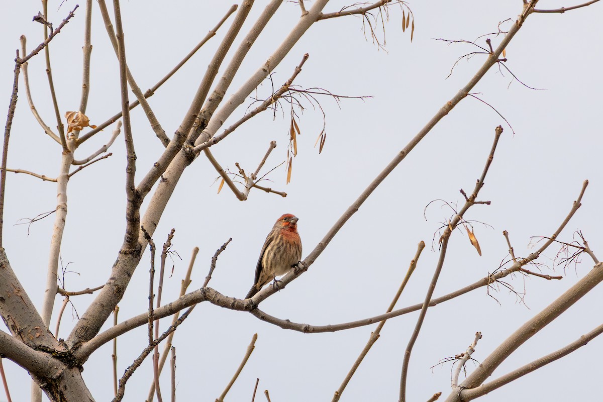 House Finch - ML645454211