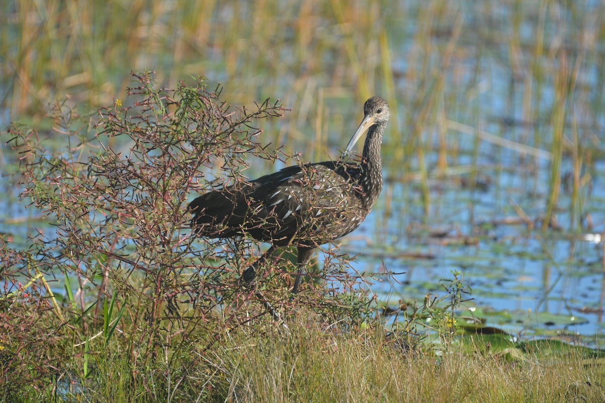 kurlan chřástalovitý - ML645454213