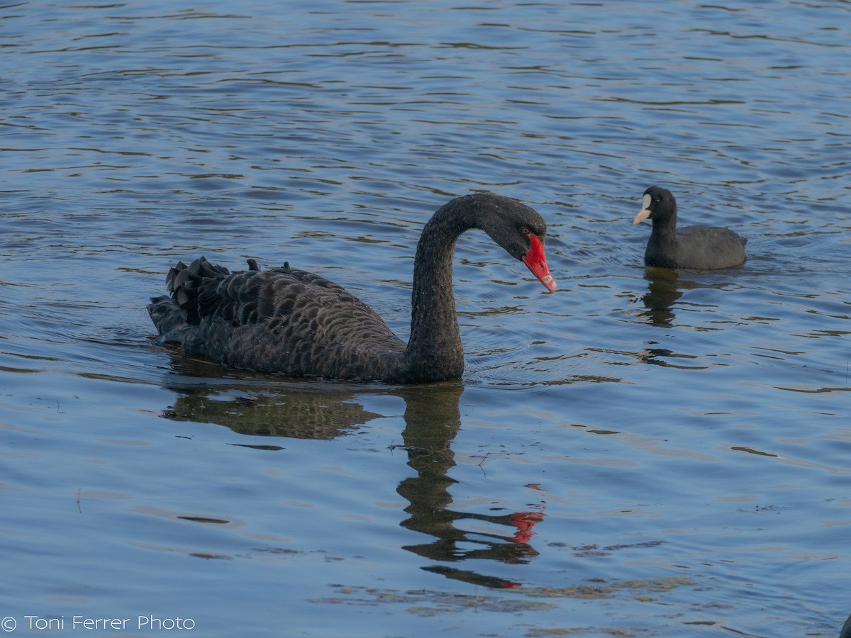 Black Swan - ML645454227