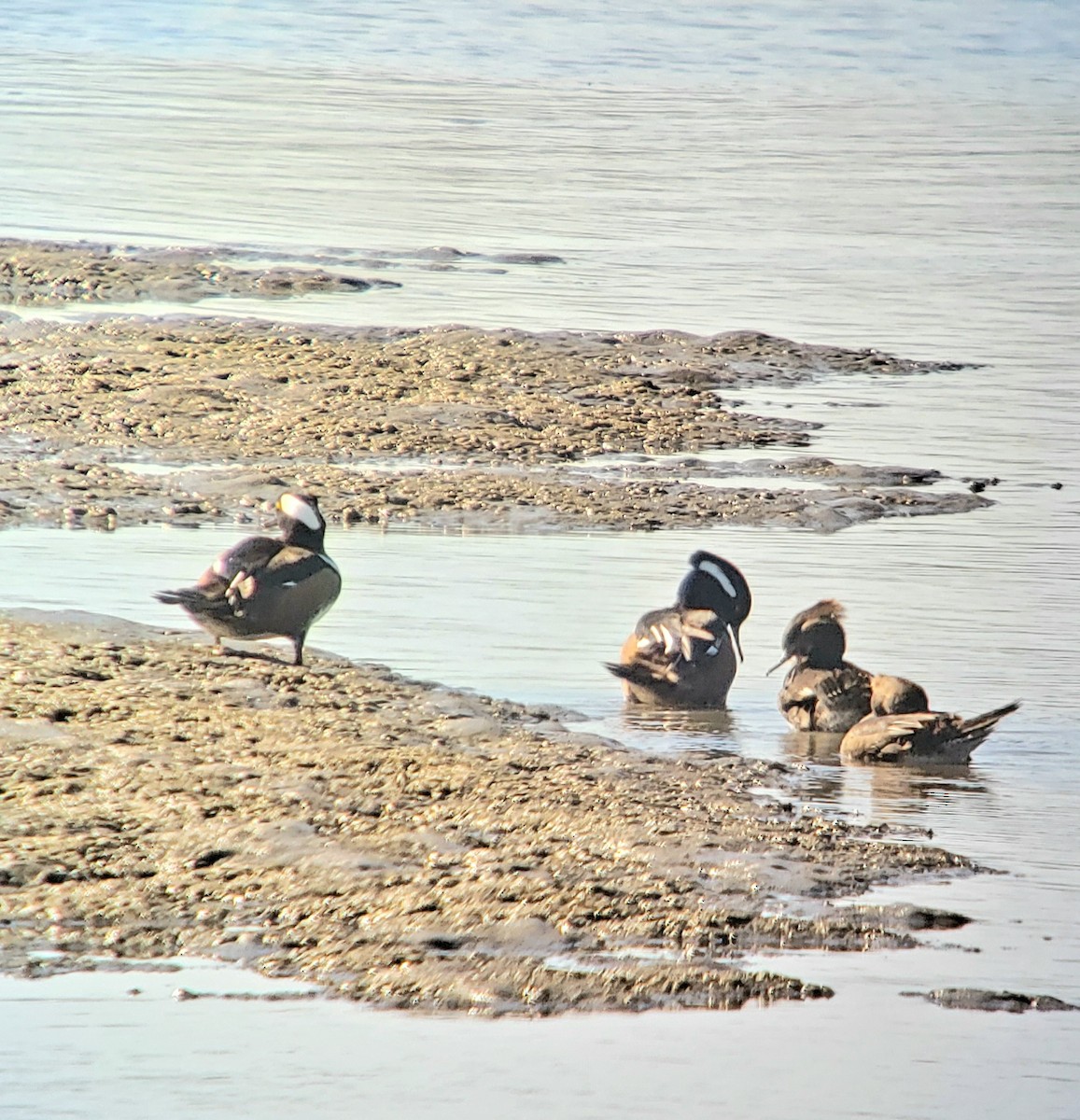 Hooded Merganser - ML645454230
