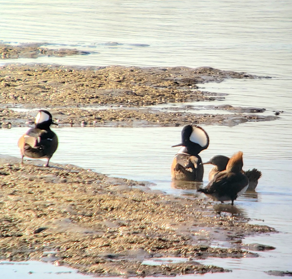 Hooded Merganser - ML645454244