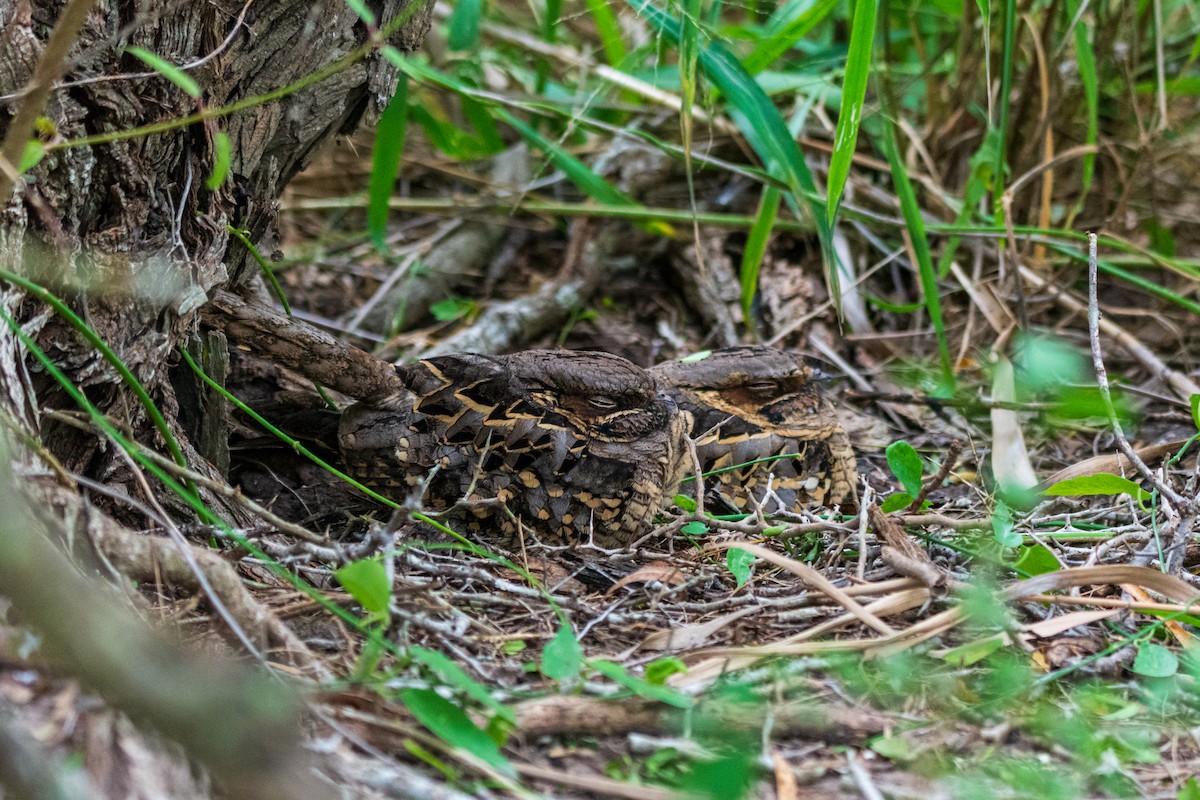 Пораке - ML645454245