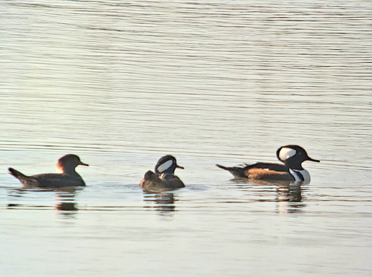 Hooded Merganser - ML645454254
