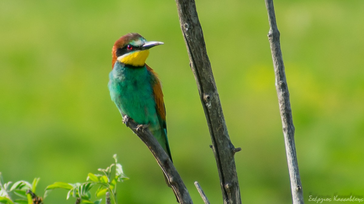 European Bee-eater - ML645454258