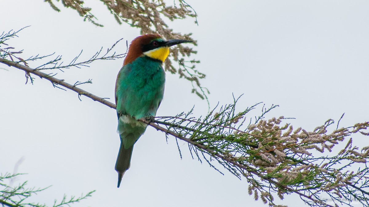 European Bee-eater - ML645454259