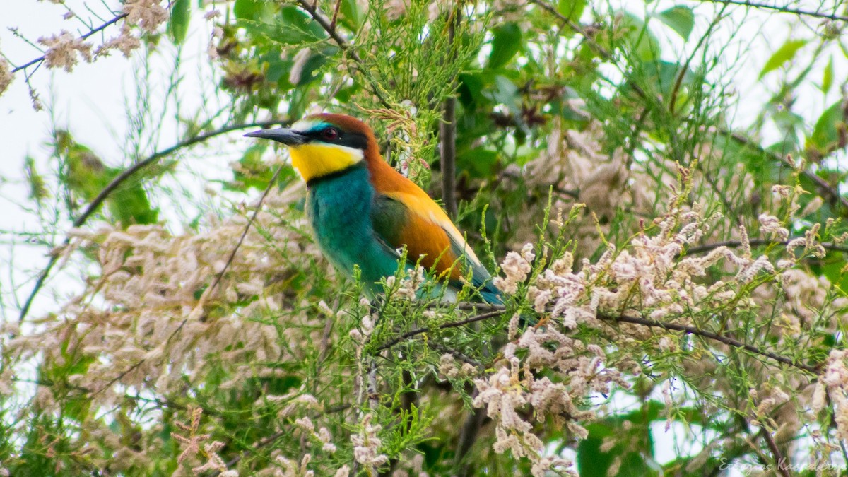 European Bee-eater - ML645454260