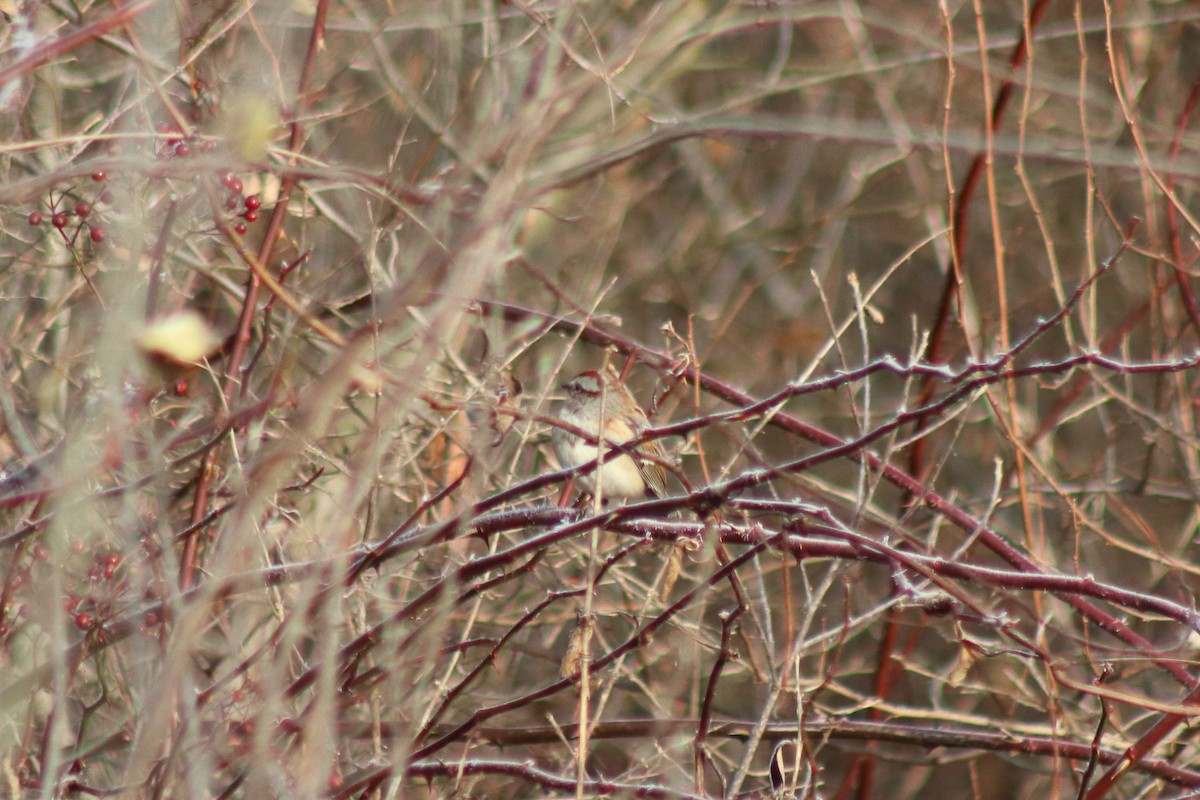 American Tree Sparrow - ML645454262