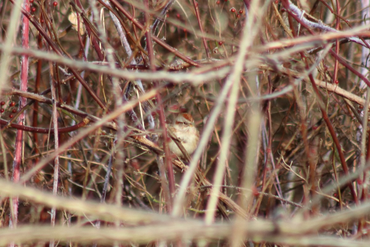 American Tree Sparrow - ML645454263
