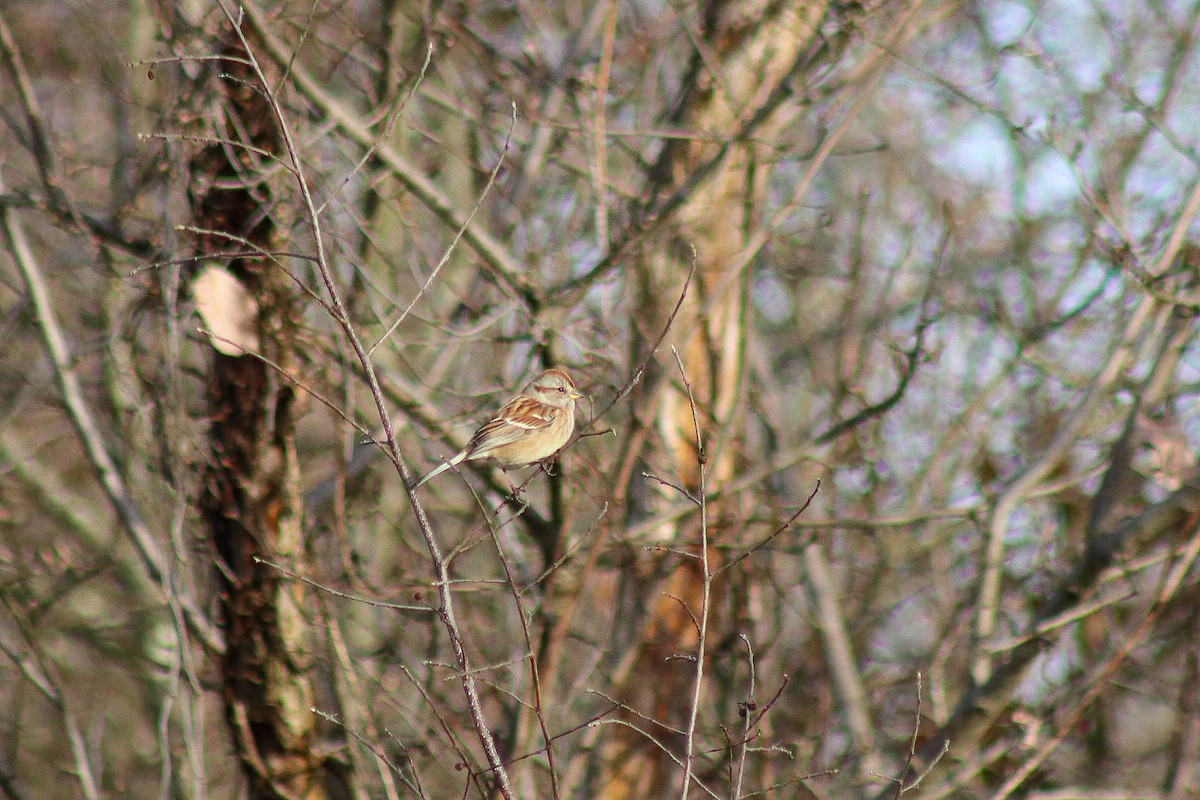 American Tree Sparrow - ML645454264