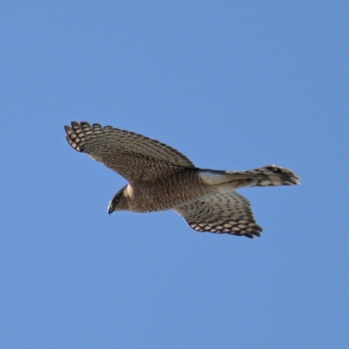 Cooper's Hawk - ML645454268