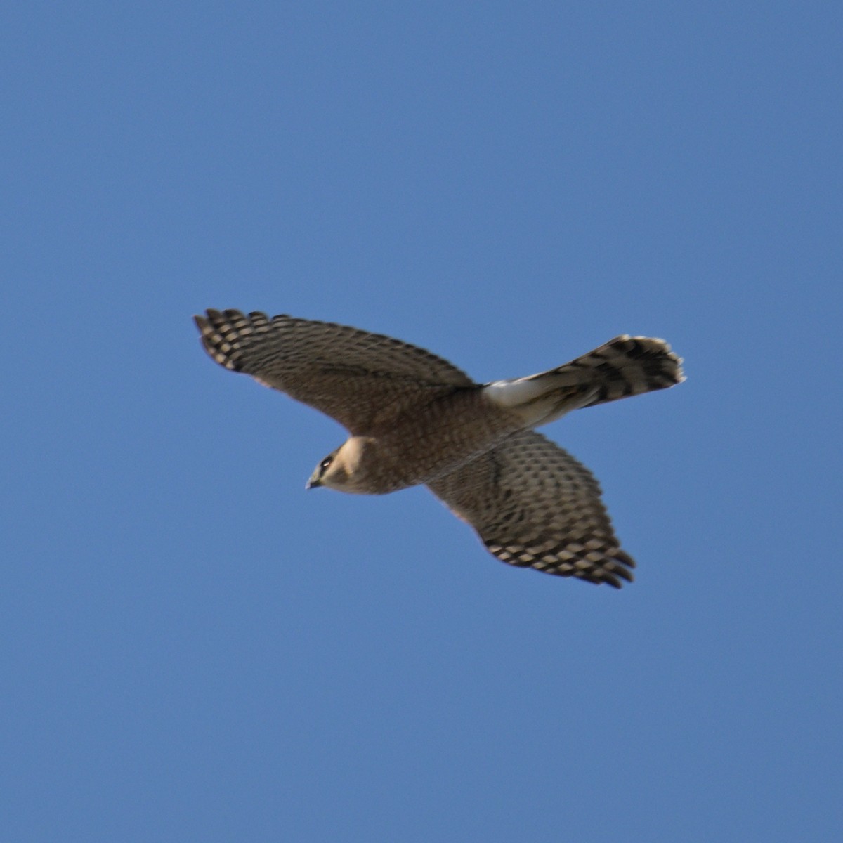 Cooper's Hawk - ML645454269
