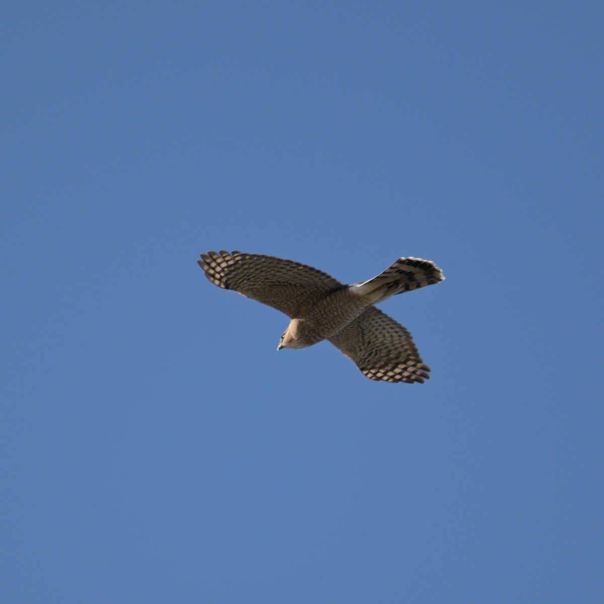 Cooper's Hawk - ML645454271