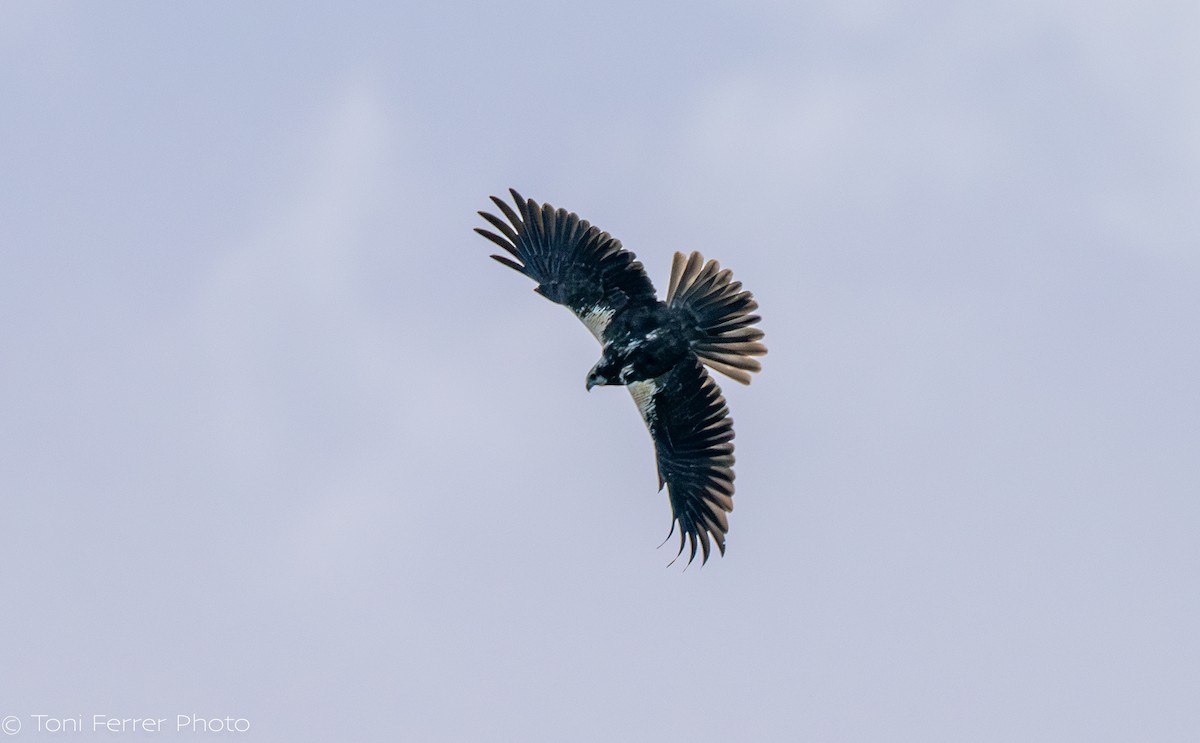 Western Marsh Harrier - ML645454274