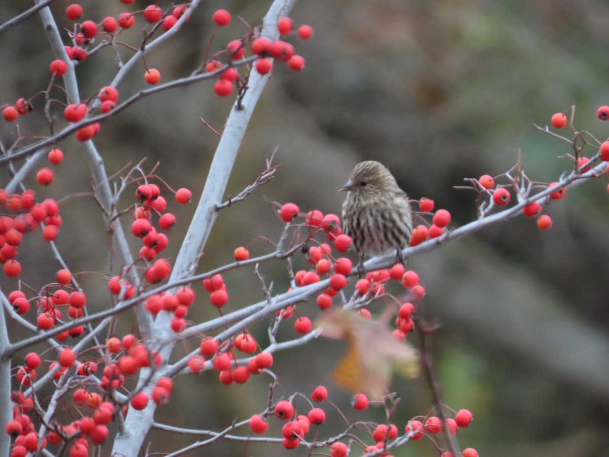 Pine Siskin - ML645454275