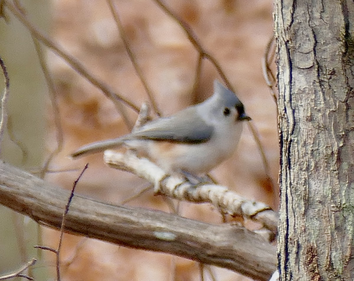 Tufted Titmouse - ML645454276