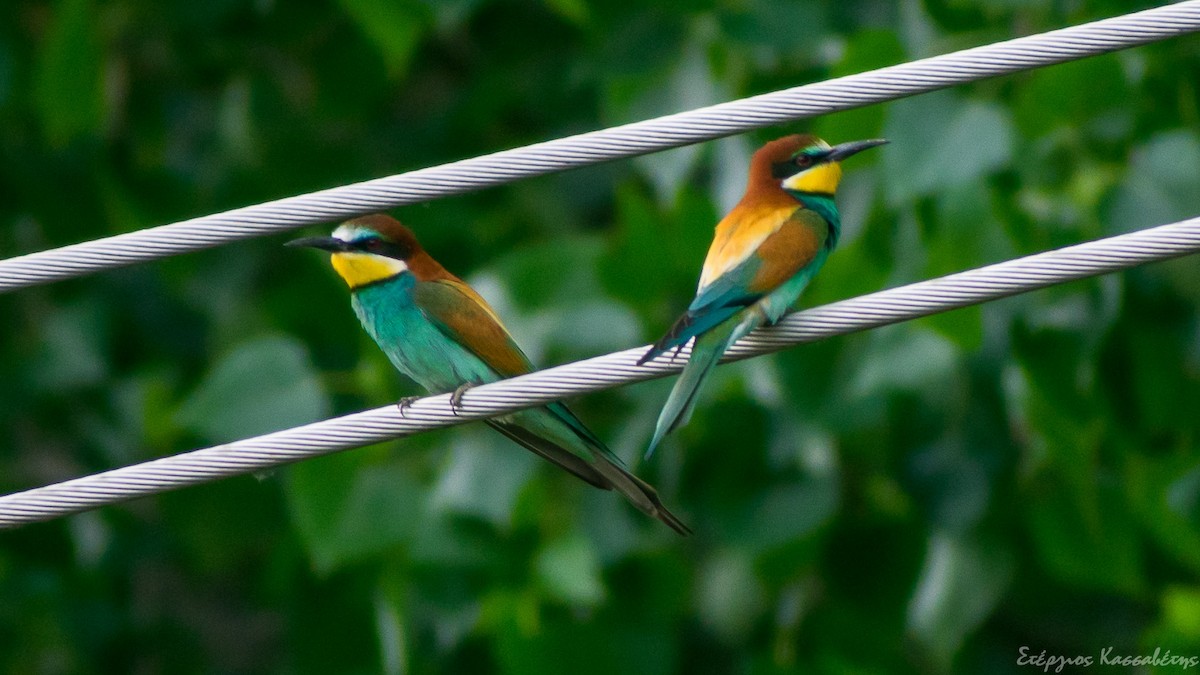 European Bee-eater - ML645454282