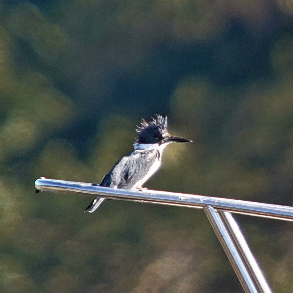 Belted Kingfisher - ML645454287