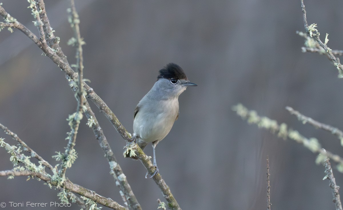 Eurasian Blackcap - ML645454290