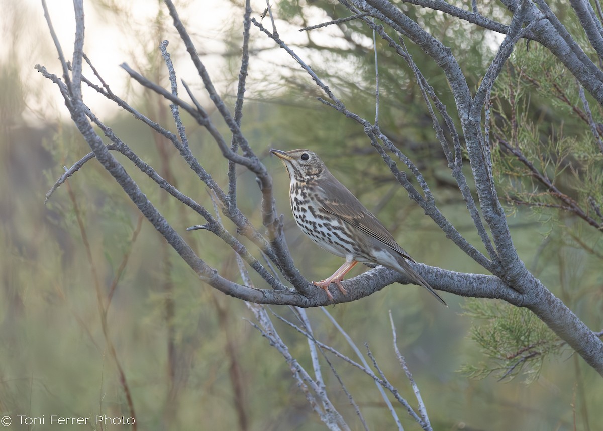 Song Thrush - ML645454294