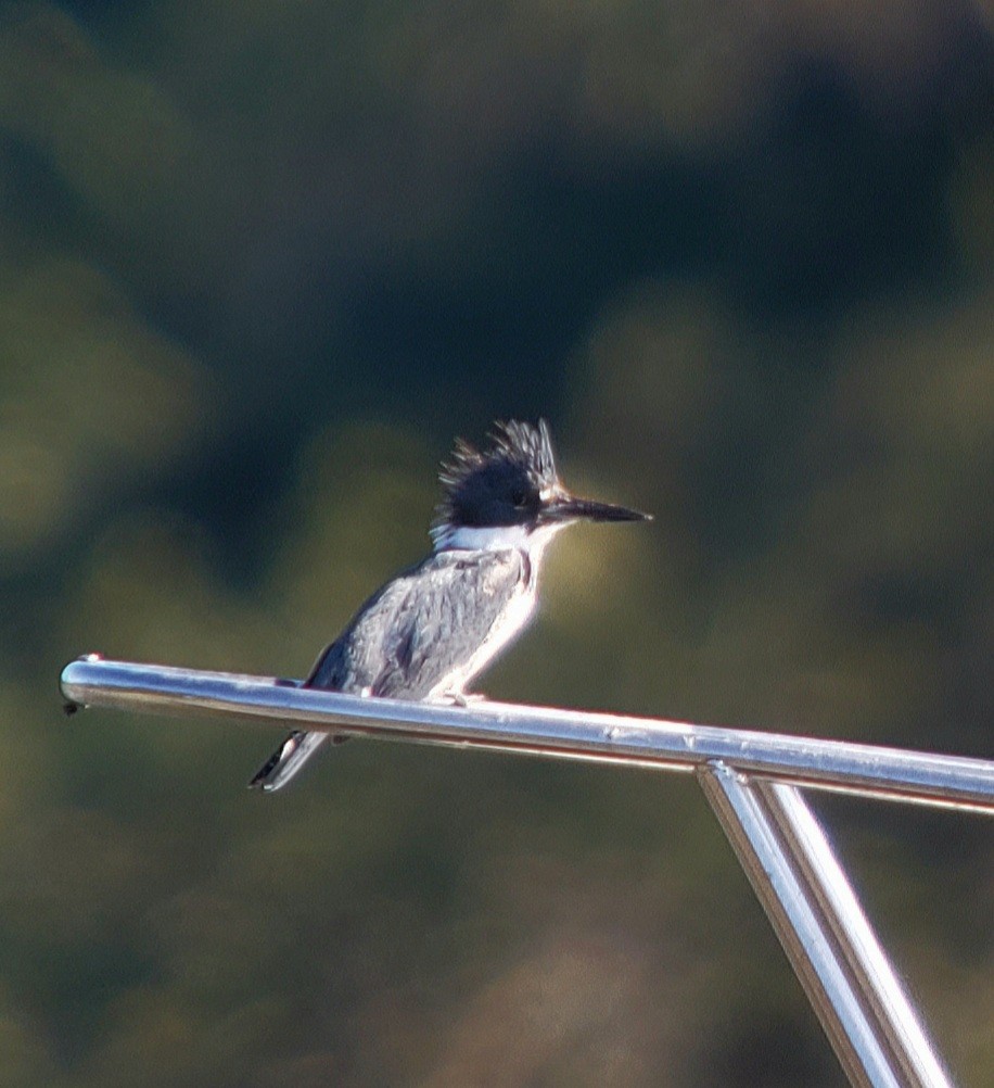 Belted Kingfisher - ML645454298