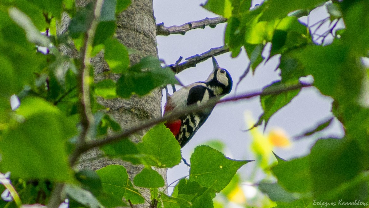 Great Spotted Woodpecker - ML645454301