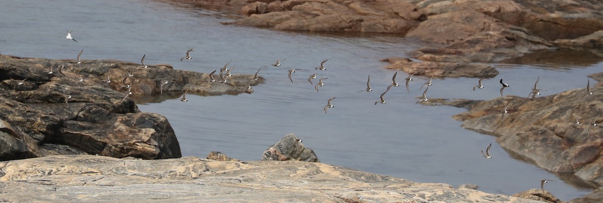 コシジロウズラシギ - ML645454304