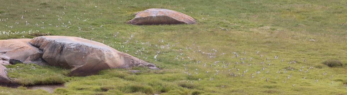 コシジロウズラシギ - ML645454305