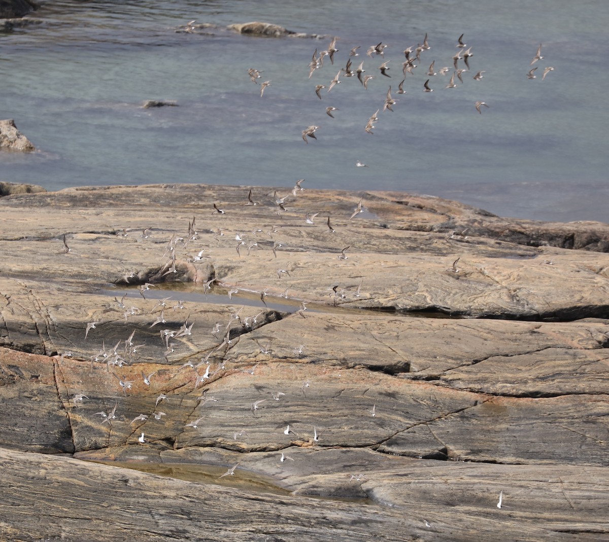 コシジロウズラシギ - ML645454306