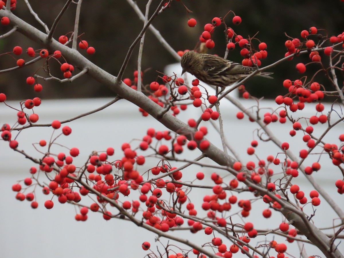 Pine Siskin - ML645454309