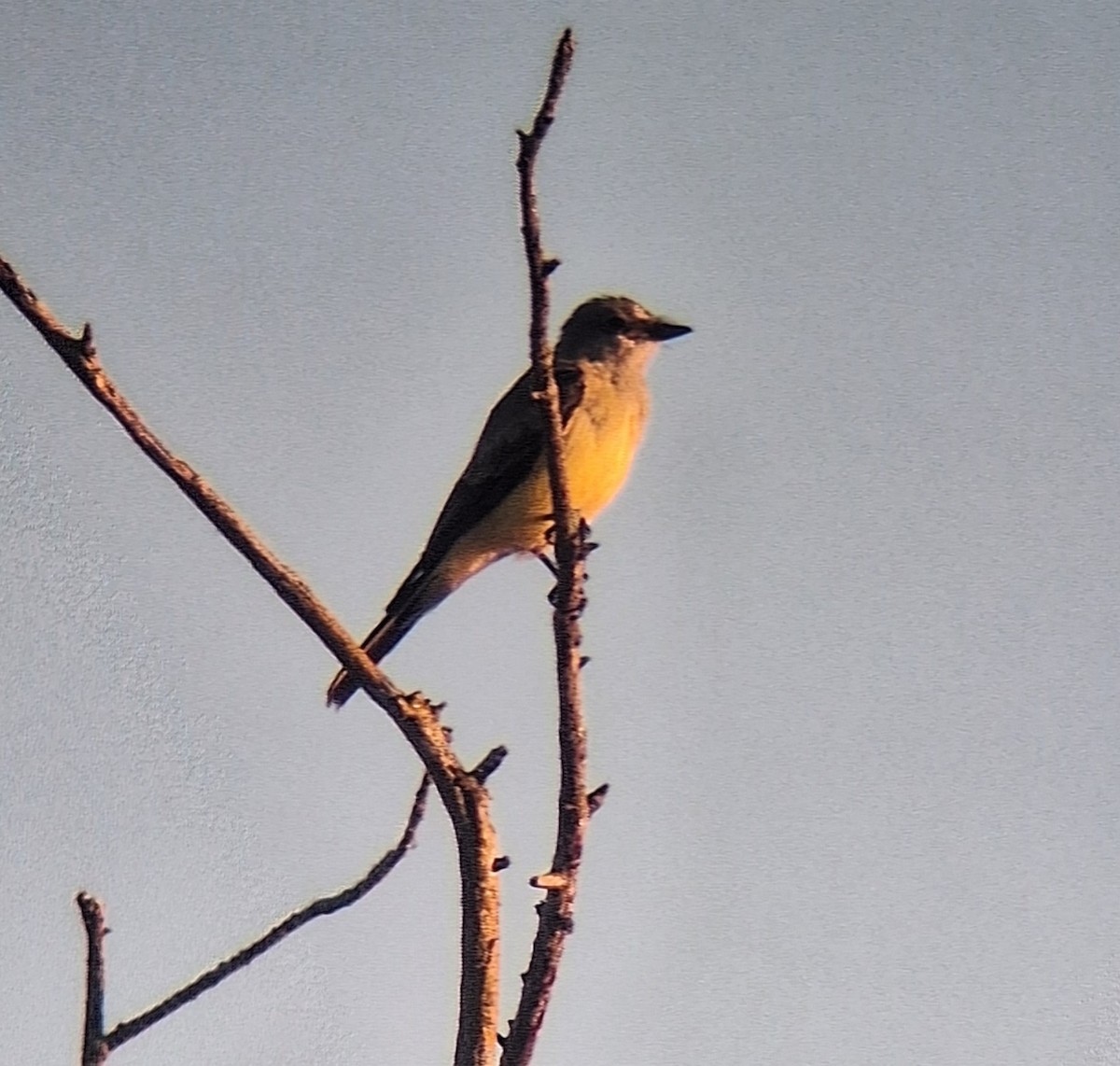 Western Kingbird - ML645454311