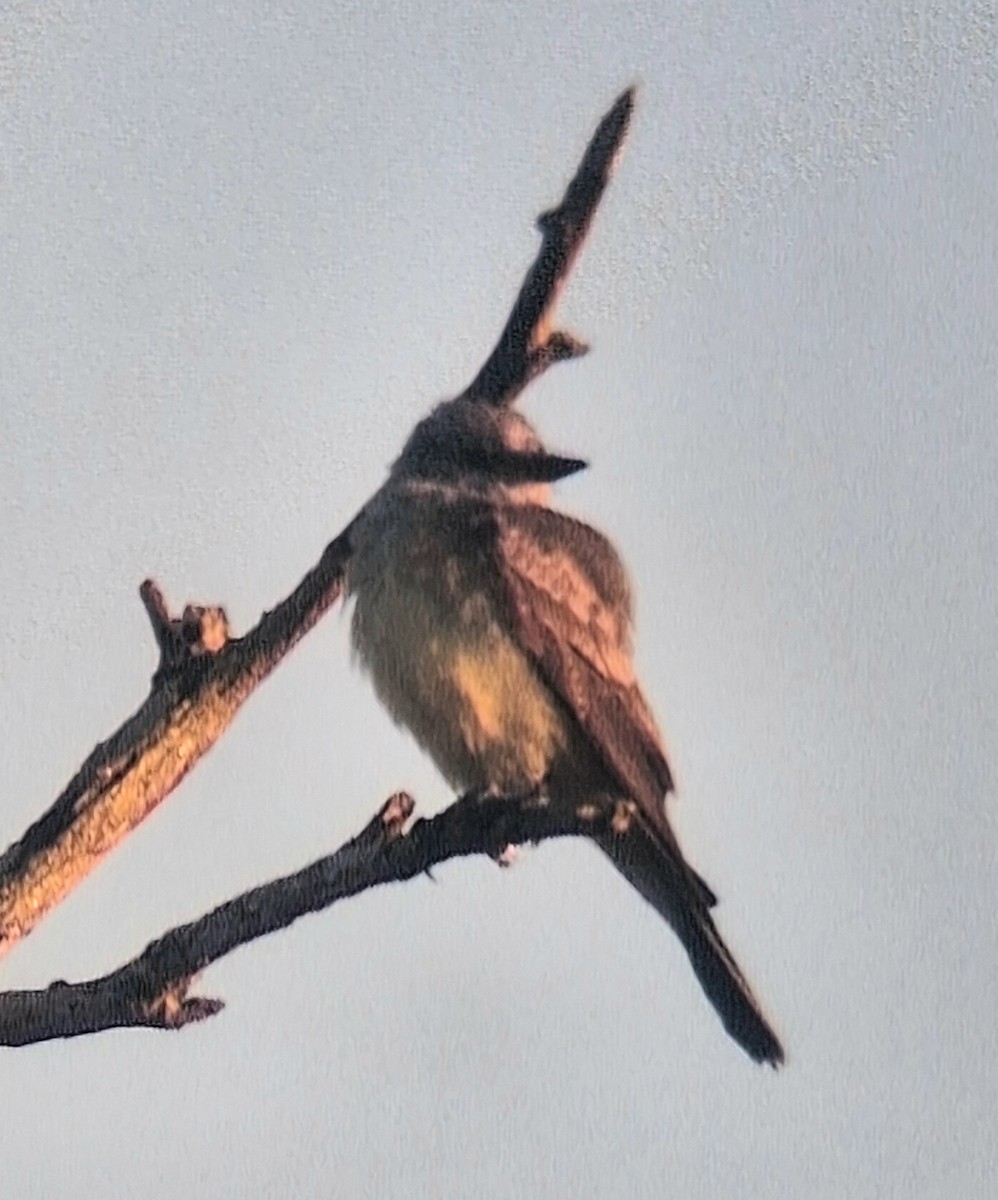 Western Kingbird - ML645454312