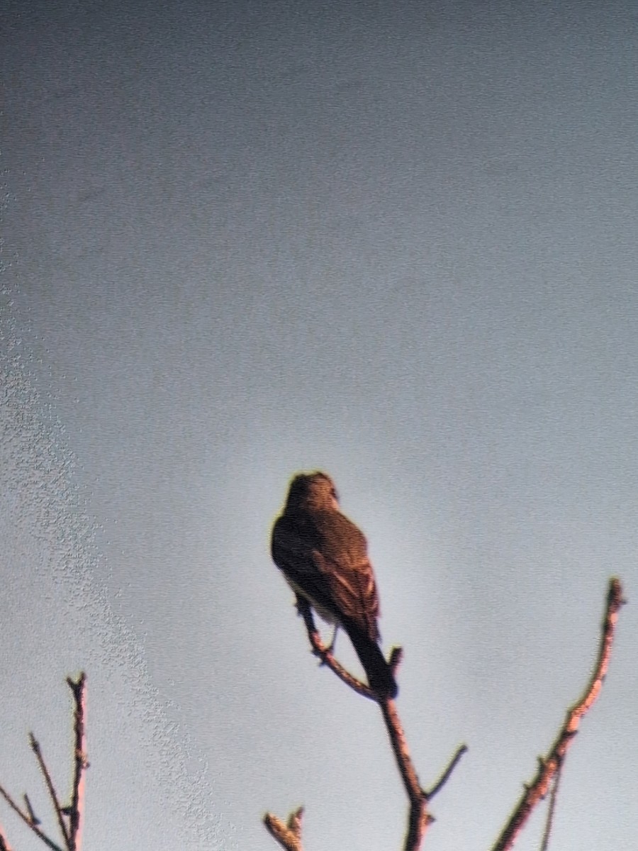Western Kingbird - ML645454313