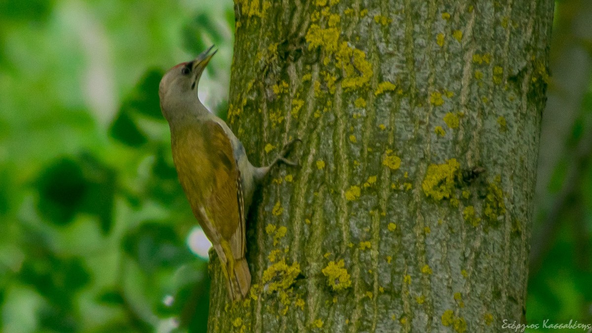 Жовна сива - ML645454316