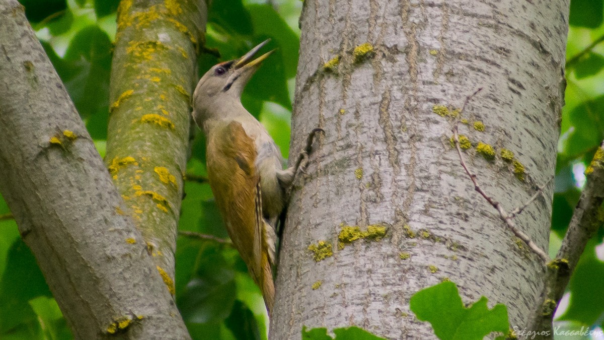 Жовна сива - ML645454317