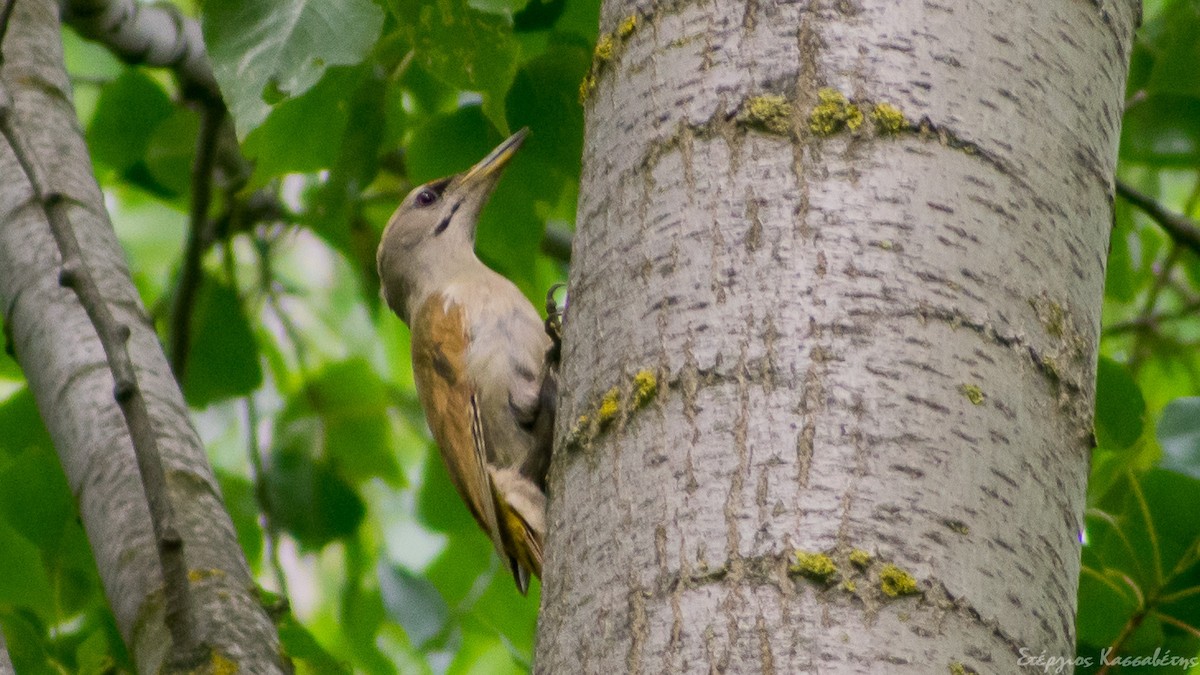Жовна сива - ML645454318