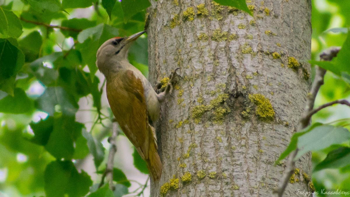 Жовна сива - ML645454319