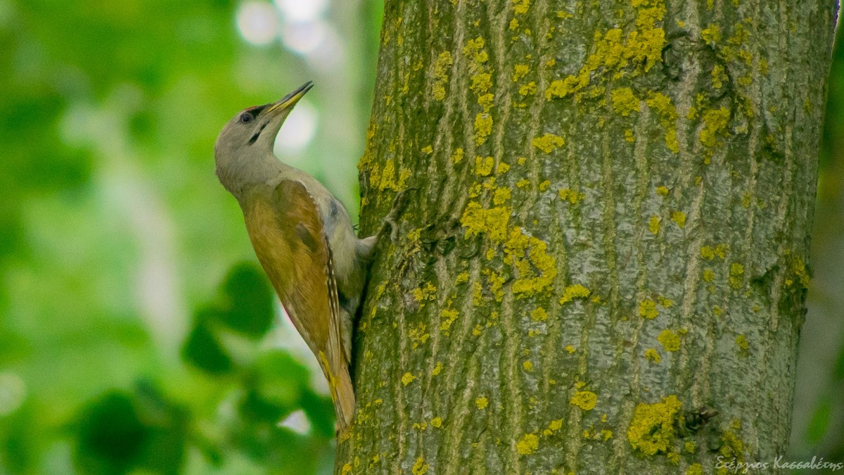 Жовна сива - ML645454320