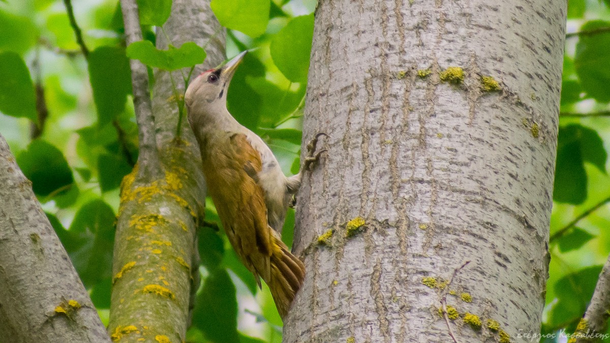 Жовна сива - ML645454321