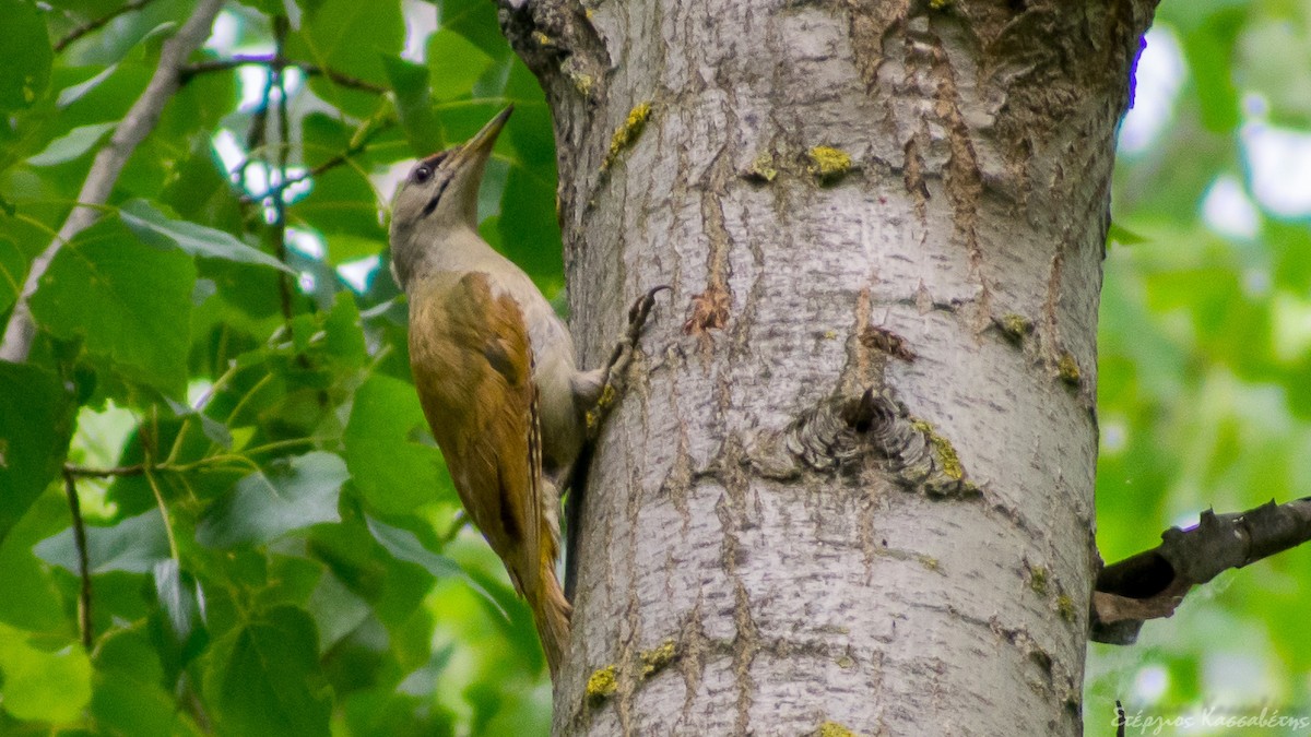 Жовна сива - ML645454322