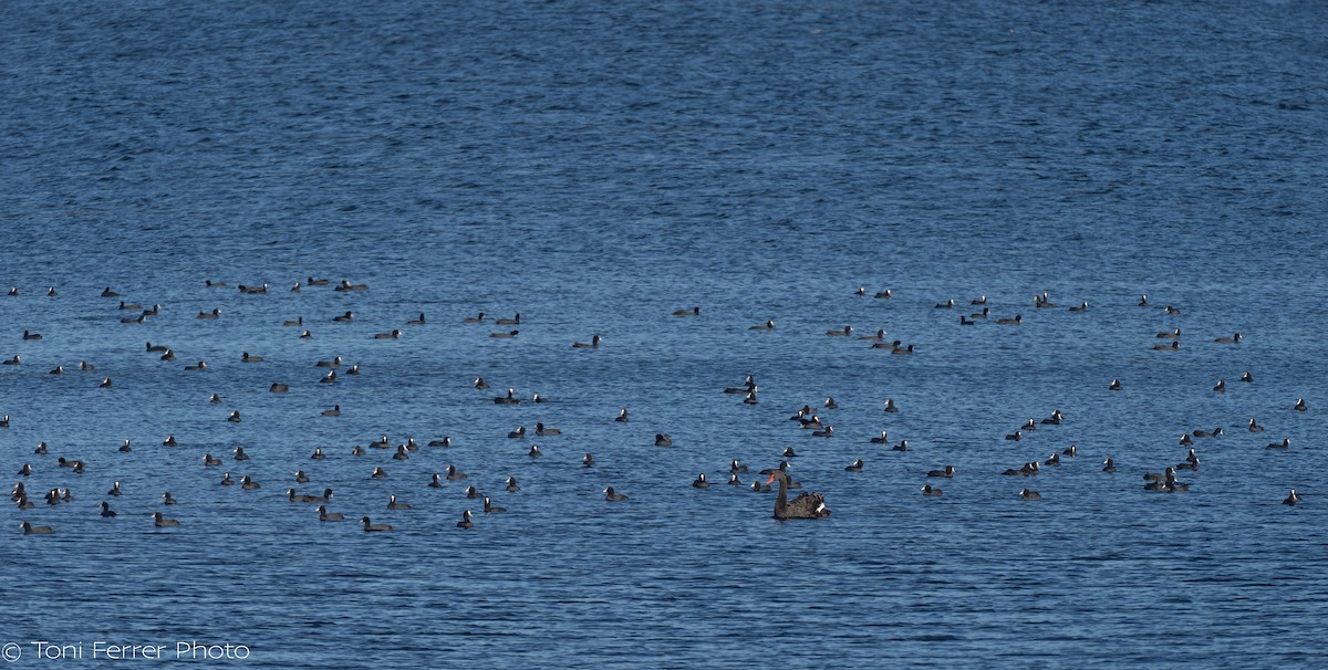 Eurasian Coot - ML645454336
