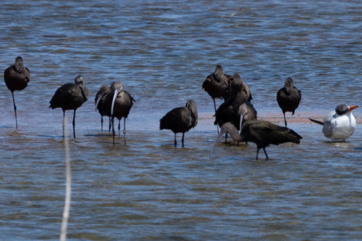 Beltzaran musuzuria - ML645454338