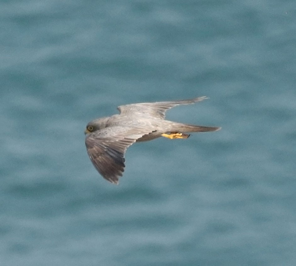 Sooty Falcon - ML645454363